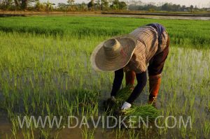 Travail en rizières près de Chiang Rai