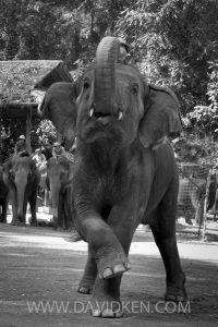 Camp des éléphant près de Chiang Mai