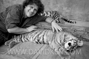 Joujou avec un Tigre !